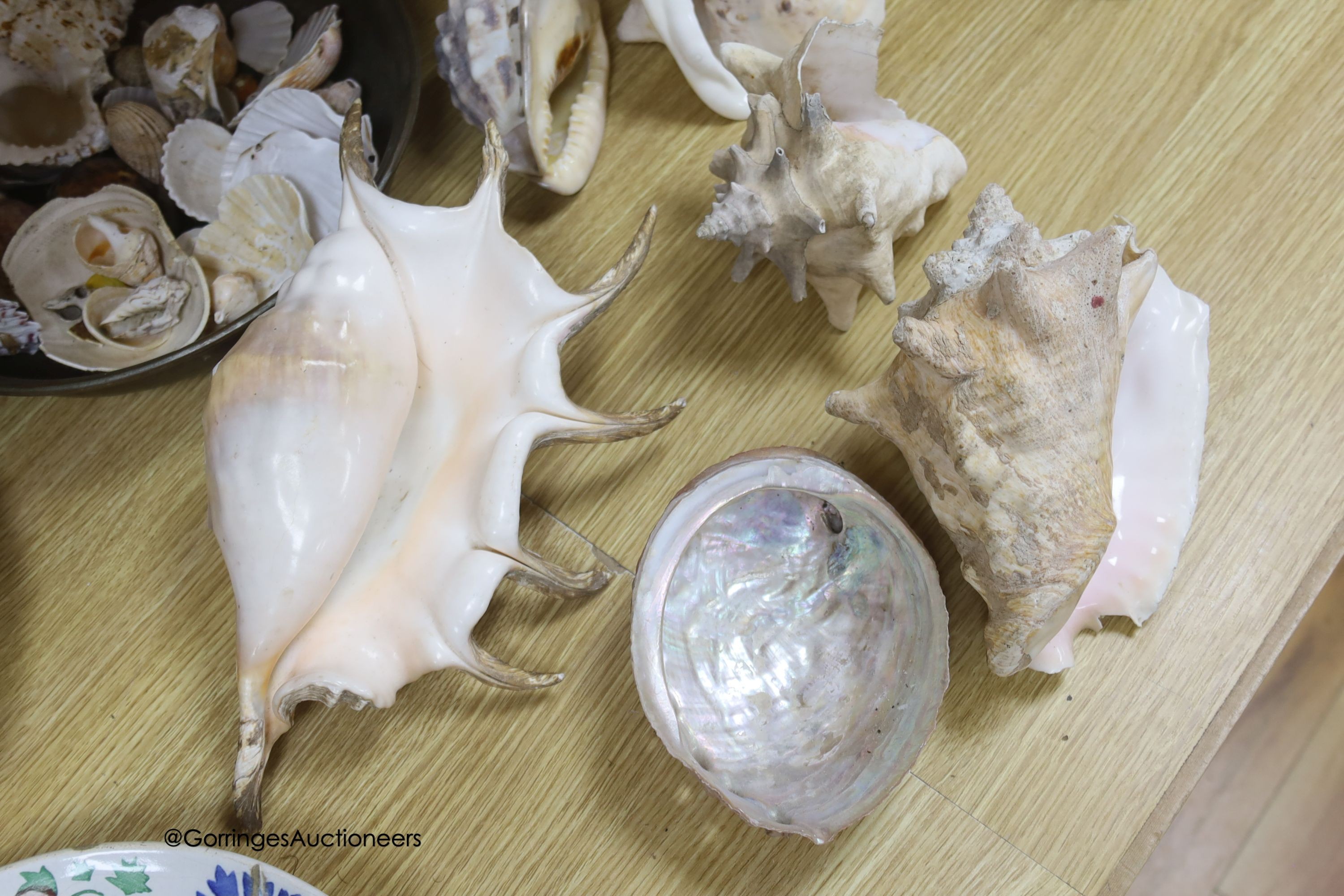 A collection of shells